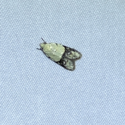 Tracholena sulfurosa (A tortrix moth) at QPRC LGA - 20 Oct 2023 by SteveBorkowskis