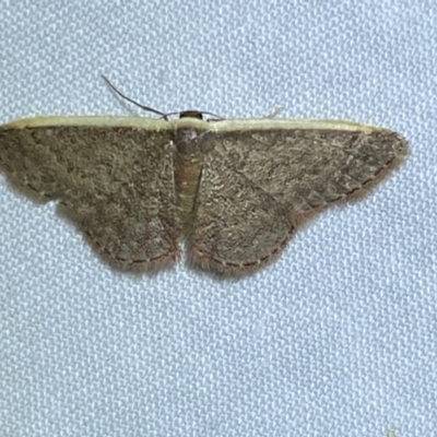 Idaea costaria (White-edged Wave) at QPRC LGA - 20 Oct 2023 by SteveBorkowskis