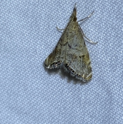 Glaucocharis dilatella (A Crambid moth) at Jerrabomberra, NSW - 20 Oct 2023 by SteveBorkowskis