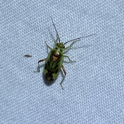 Miridae (family) (Unidentified plant bug) at QPRC LGA - 20 Oct 2023 by SteveBorkowskis