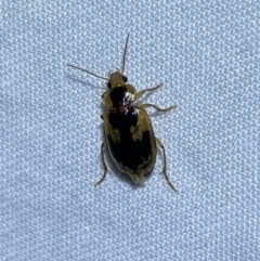 Sarothrocrepis (genus)` (Arboreal carab beetle) at QPRC LGA - 20 Oct 2023 by SteveBorkowskis