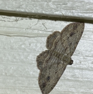 Xanthorhoe anaspila at Jerrabomberra, NSW - 20 Oct 2023