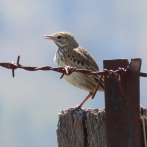 Anthus australis at Booth, ACT - 20 Oct 2023