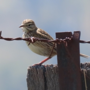 Anthus australis at Booth, ACT - 20 Oct 2023