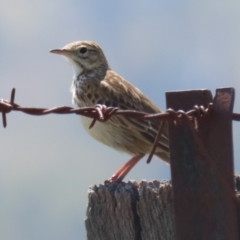 Anthus australis at Booth, ACT - 20 Oct 2023 11:35 AM