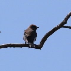 Artamus cyanopterus (Dusky Woodswallow) at Booth, ACT - 20 Oct 2023 by RodDeb