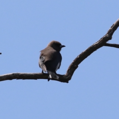 Artamus cyanopterus cyanopterus (Dusky Woodswallow) at Booth, ACT - 20 Oct 2023 by RodDeb