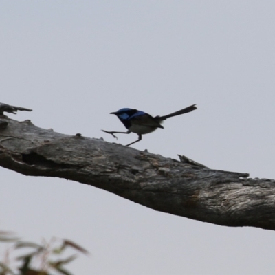 Malurus cyaneus (Superb Fairywren) at Booth, ACT - 20 Oct 2023 by RodDeb