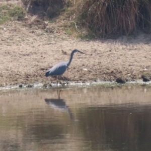 Egretta novaehollandiae at Booth, ACT - 20 Oct 2023 11:49 AM