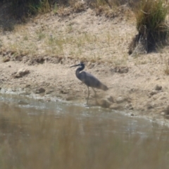 Egretta novaehollandiae at Booth, ACT - 20 Oct 2023 11:49 AM