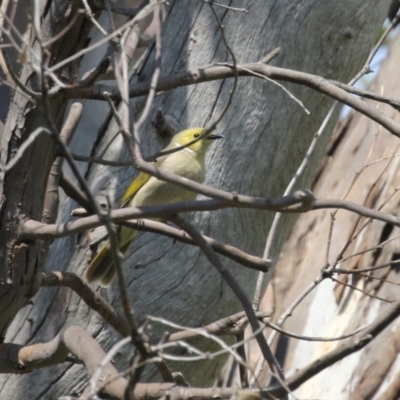 Ptilotula penicillata (White-plumed Honeyeater) at Booth, ACT - 20 Oct 2023 by RodDeb