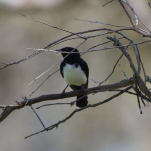 Rhipidura leucophrys at Booth, ACT - 20 Oct 2023 11:45 AM