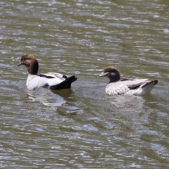 Chenonetta jubata (Australian Wood Duck) at Gigerline Nature Reserve - 20 Oct 2023 by RodDeb