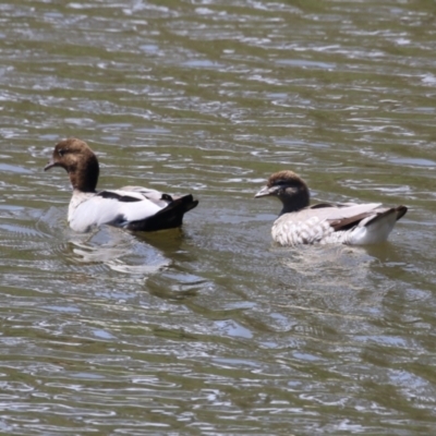 Chenonetta jubata (Australian Wood Duck) at Booth, ACT - 20 Oct 2023 by RodDeb