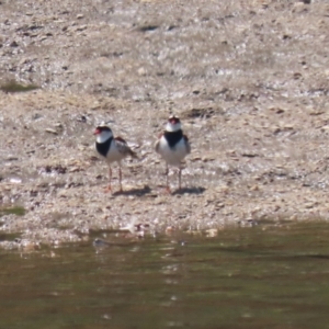 Charadrius melanops at Tuggeranong, ACT - 20 Oct 2023