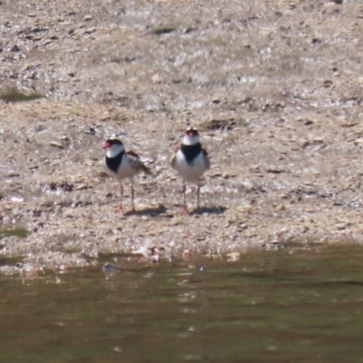Charadrius melanops (Black-fronted Dotterel) at Gigerline Nature Reserve - 20 Oct 2023 by RodDeb