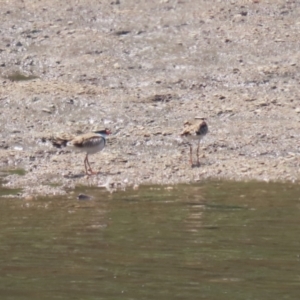 Charadrius melanops at Tuggeranong, ACT - 20 Oct 2023 12:52 PM