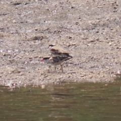 Charadrius melanops at Tuggeranong, ACT - 20 Oct 2023 12:52 PM