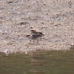 Charadrius melanops at Tuggeranong, ACT - 20 Oct 2023 12:52 PM