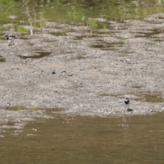 Charadrius melanops at Tuggeranong, ACT - 20 Oct 2023 12:52 PM