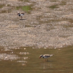 Charadrius melanops at Tuggeranong, ACT - 20 Oct 2023 12:52 PM