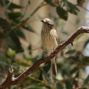 Pachycephala rufiventris at Booth, ACT - 20 Oct 2023