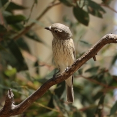 Pachycephala rufiventris at Booth, ACT - 20 Oct 2023