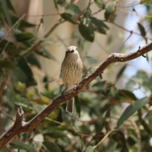 Pachycephala rufiventris at Booth, ACT - 20 Oct 2023