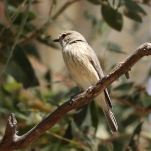 Pachycephala rufiventris at Booth, ACT - 20 Oct 2023