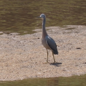 Egretta novaehollandiae at Tuggeranong, ACT - 20 Oct 2023