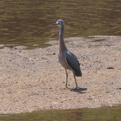 Egretta novaehollandiae (White-faced Heron) at Gigerline Nature Reserve - 20 Oct 2023 by RodDeb