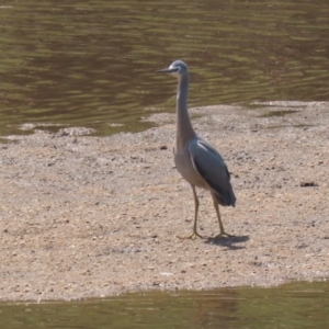 Egretta novaehollandiae at Tuggeranong, ACT - 20 Oct 2023