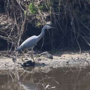 Egretta novaehollandiae at Tuggeranong, ACT - 20 Oct 2023 12:48 PM