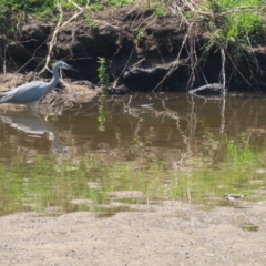 Egretta novaehollandiae at Tuggeranong, ACT - 20 Oct 2023 12:48 PM