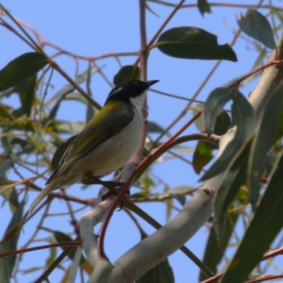 Melithreptus lunatus (White-naped Honeyeater) at Gigerline Nature Reserve - 20 Oct 2023 by RodDeb