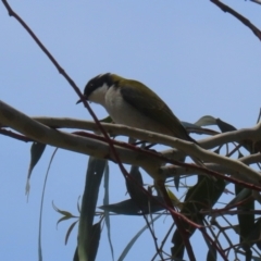 Melithreptus lunatus at Booth, ACT - 20 Oct 2023 01:01 PM