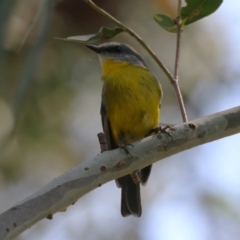 Eopsaltria australis (Eastern Yellow Robin) at Gigerline Nature Reserve - 20 Oct 2023 by RodDeb