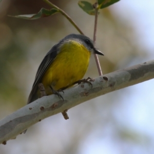 Eopsaltria australis at Booth, ACT - 20 Oct 2023 12:34 PM