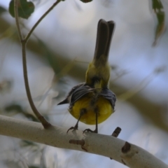 Eopsaltria australis at Booth, ACT - 20 Oct 2023