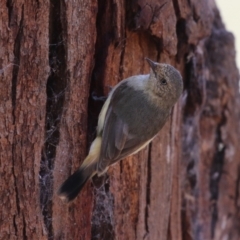 Acanthiza reguloides (Buff-rumped Thornbill) at Booth, ACT - 20 Oct 2023 by RodDeb