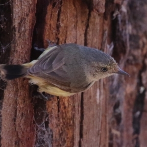 Acanthiza reguloides at Booth, ACT - 20 Oct 2023