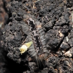 Lithosiini (IMMATURE) (A Footman or Lichen moth (Lithosini) at Wellington Point, QLD - 3 Oct 2023 by TimL