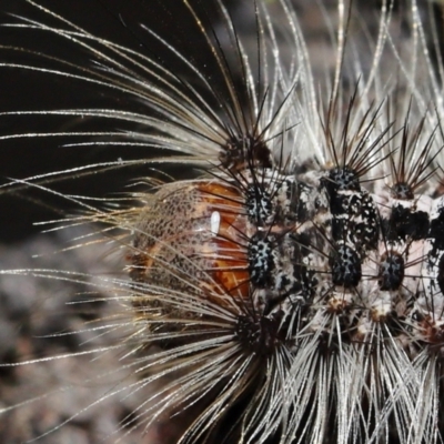 Unidentified Moth (Lepidoptera) at Wellington Point, QLD - 2 Oct 2023 by TimL