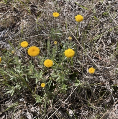 Leptorhynchos squamatus subsp. squamatus (Scaly Buttons) at Burra, NSW - 18 Oct 2023 by JaneR