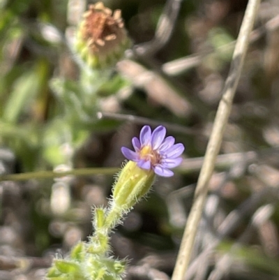 Vittadinia cuneata var. cuneata (Fuzzy New Holland Daisy) at Burra, NSW - 18 Oct 2023 by JaneR