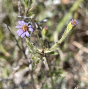 Vittadinia cuneata var. cuneata at Burra, NSW - 18 Oct 2023