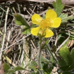 Ranunculus lappaceus (Australian Buttercup) at Burra, NSW - 18 Oct 2023 by JaneR