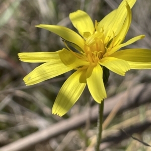 Microseris walteri at Burra, NSW - 18 Oct 2023