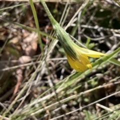 Microseris walteri at Burra, NSW - 18 Oct 2023