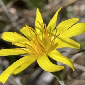 Microseris walteri at Burra, NSW - 18 Oct 2023